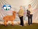 alpaca for sale