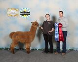alpaca for sale