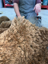 alpaca for sale