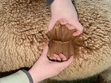 alpaca for sale