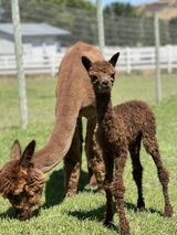 alpaca for sale