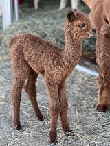 alpaca for sale