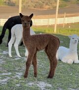 alpaca for sale