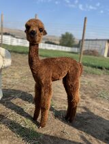 alpaca for sale