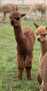 alpaca for sale