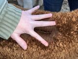 alpaca for sale