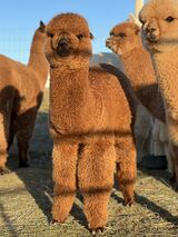 alpaca for sale