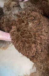 alpaca for sale