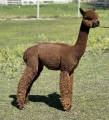 alpaca for sale