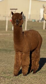 alpaca for sale