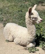 alpaca for sale