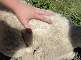 alpaca for sale