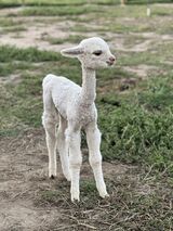 alpaca for sale