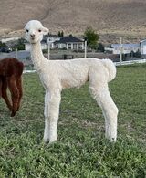 alpaca for sale