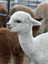 alpaca for sale
