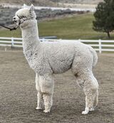 alpaca for sale