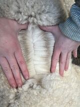 alpaca for sale