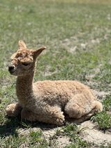 alpaca for sale