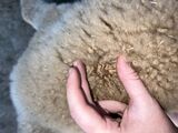 alpaca for sale