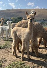alpaca for sale