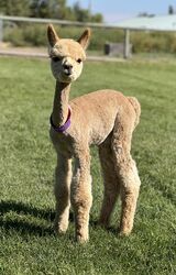 alpaca for sale