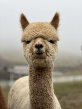 alpaca for sale
