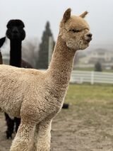 alpaca for sale