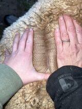 alpaca for sale
