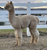alpaca for sale