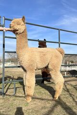 alpaca for sale