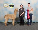 alpaca for sale