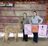 alpaca for sale