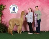 alpaca for sale