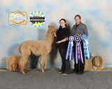 alpaca for sale