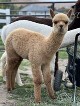 alpaca for sale