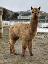 alpaca for sale