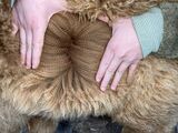 alpaca for sale