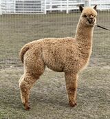 alpaca for sale