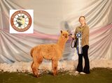 alpaca for sale