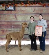 alpaca for sale