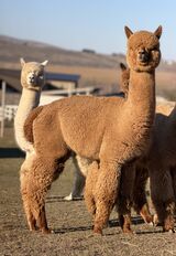 alpaca for sale