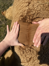 alpaca for sale