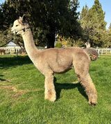 alpaca for sale