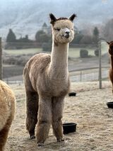 alpaca for sale