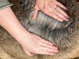 alpaca for sale