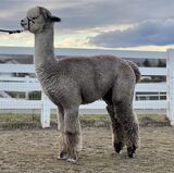 alpaca for sale