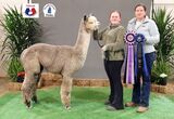 alpaca for sale