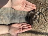 alpaca for sale