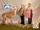 alpaca for sale