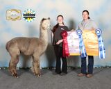 alpaca for sale